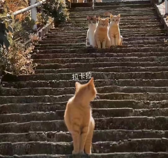 拉卡拉领头猫Y.jpg
